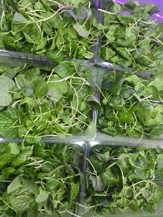 남도와사비님의 기타작물 · 영농일지 작성글 사진