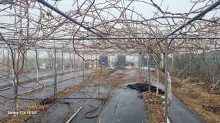 조상연님의 기타작물 · 영농일지 작성글 사진