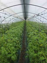 팜모닝 토마토·영농일지 게시글 이미지