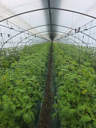 오경세님의 토마토 · 영농일지 작성글 사진