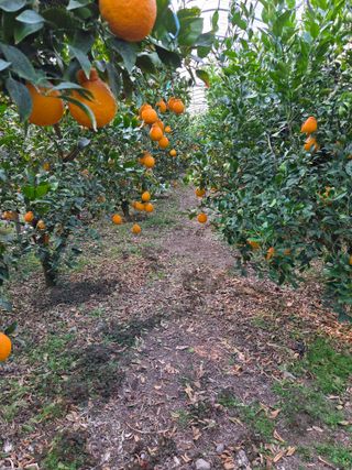 제주온님의 귤 · 영농일지 작성글 사진