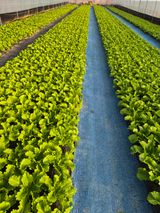 팜모닝 상추·영농일지 게시글 이미지