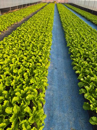 농민님의 상추 · 영농일지 작성글 사진