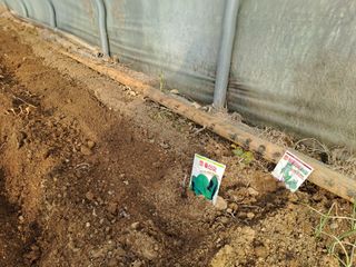 김청수 님의 고추 · 영농일지 작성글 사진