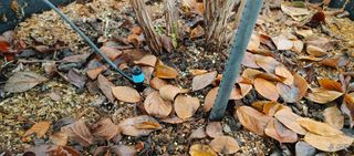 류근택님의 블루베리 · 영농일지 작성글 사진