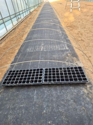 고추나방탄저에적합한님의 기타작물 · 영농일지 작성글 사진