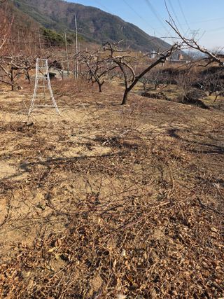 콩7431(팔공산)님의 기타작물 · 영농일지 작성글 사진