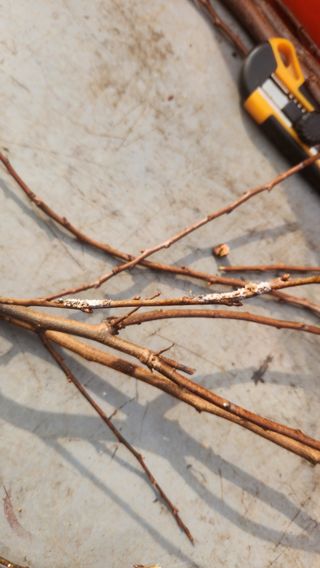 김준한님의 기타작물 · 영농일지 작성글 사진