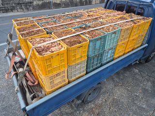 최진일님의 블루베리 · 영농일지 작성글 사진