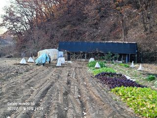 해은농장님의 마늘 · 영농일지 작성글 사진