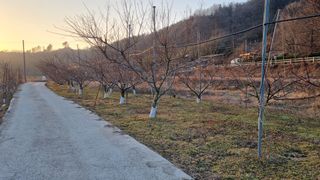 최용한님의 복숭아 · 영농일지 작성글 사진