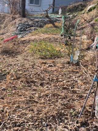 낙엽교목류11048님의 기타작물 · 영농일지 작성글 사진