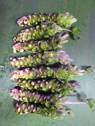 남도와사비님의 기타작물 · 영농일지 작성글 사진