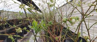 류근택님의 블루베리 · 영농일지 작성글 사진