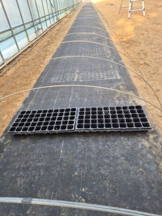 고추나방탄저에적합한님의 기타작물 · 영농일지 작성글 사진