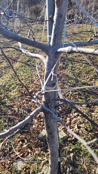 햇살농원 고현숙님의 사과 · 영농일지 작성글 사진