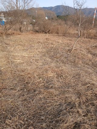 김윤철님의 기타작물 · 영농일지 작성글 사진