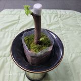 팜모닝 기타작물·영농일지 게시글 이미지