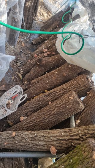 김동명님의 버섯 · 영농일지 작성글 사진