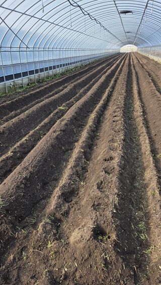 한밭농원님의 감자 · 영농일지 작성글 사진