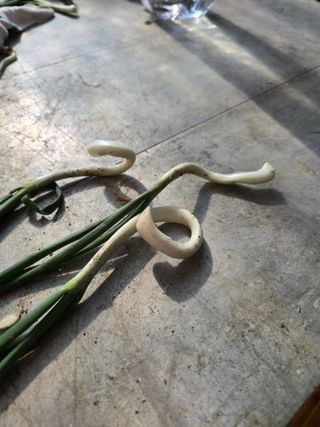 낙엽교목류22209님의 파 · 영농일지 작성글 사진