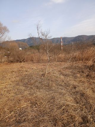 김윤철님의 기타작물 · 영농일지 작성글 사진