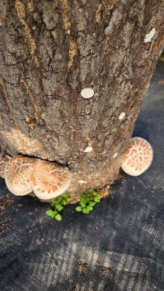 한밭농원님의 감자 · 영농일지 작성글 사진