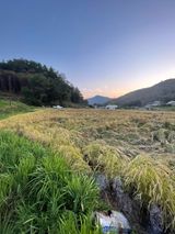 팜모닝 벼·영농일지 게시글 이미지