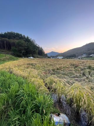 별@노래농장(정씨)님의 벼 · 영농일지 작성글 사진