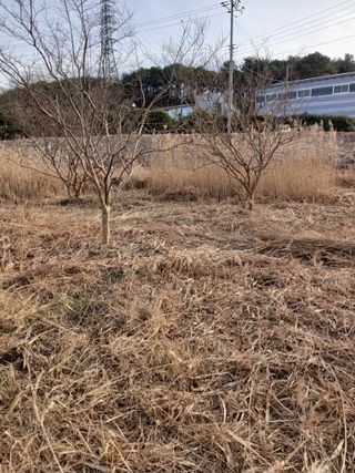 김윤철님의 기타작물 · 영농일지 작성글 사진