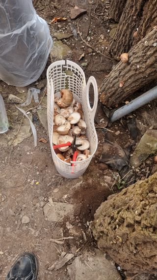 김동명님의 버섯 · 영농일지 작성글 사진