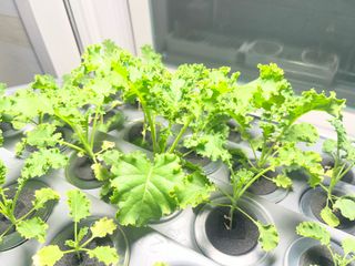 정종배님의 기타작물 · 영농일지 작성글 사진