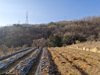 텃밭농사초보님의 기타작물 · 영농일지 작성글 사진