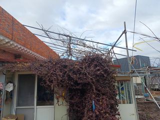 최정윤님의 기타작물 · 영농일지 작성글 사진