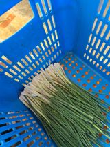 팜모닝 파·영농일지 게시글 이미지