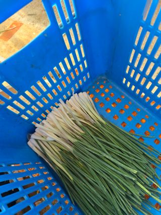 낙엽교목류22209님의 파 · 영농일지 작성글 사진