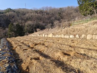 텃밭농사초보님의 기타작물 · 영농일지 작성글 사진