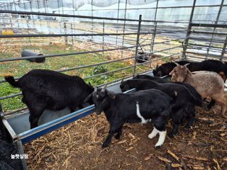 늘햇살팜 님의 기타작물 · 영농일지 작성글 사진