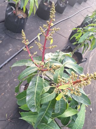 유용규님의 기타작물 · 영농일지 작성글 사진