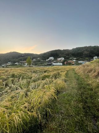 별@노래농장(정씨)님의 벼 · 영농일지 작성글 사진