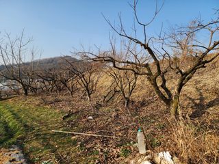 두릅나무6735님의 기타작물 · 영농일지 작성글 사진