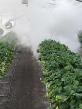 팜모닝 딸기·영농일지 게시글 이미지