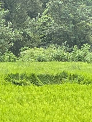 별@노래농장(정씨)님의 벼 · 영농일지 작성글 사진