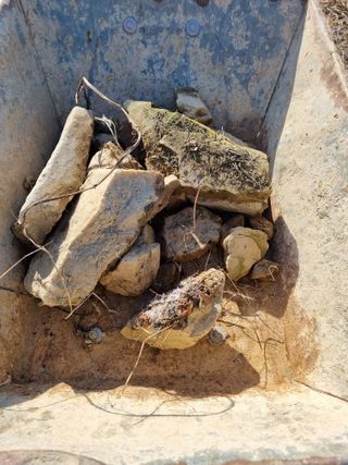 논산푸른팜님의 고추 · 영농일지 작성글 사진