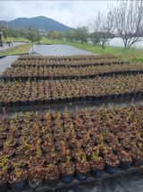 가야베리팜님의 작성글 사진