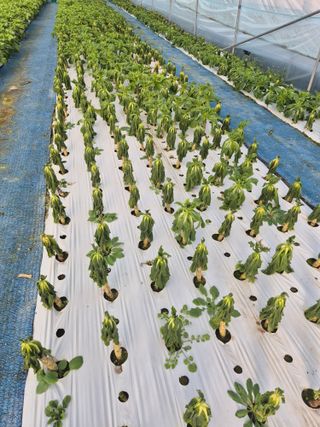 농민님의 상추 · 영농일지 작성글 사진