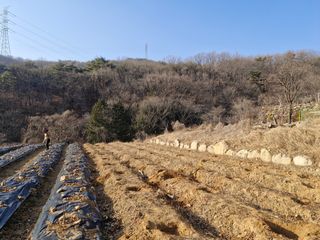 텃밭농사초보님의 기타작물 · 영농일지 작성글 사진