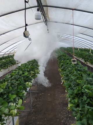 상월딸기 박명근님의 딸기 · 영농일지 작성글 사진