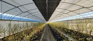 류근택님의 블루베리 · 영농일지 작성글 사진