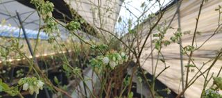 류근택님의 블루베리 · 영농일지 작성글 사진